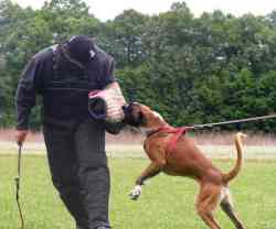 Mardy - trening obran